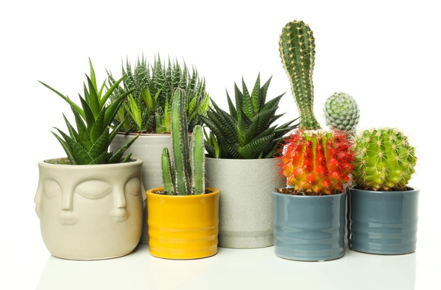 Plantenbakken zonder bodem kopen voor specifieke behoeften